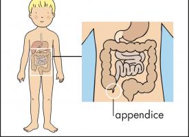 Schéma avec l'intestin et l'appendice