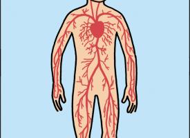 Schéma des artères du corps humain 