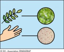 Images microscopiques comparant des cellules humaines et végétales 