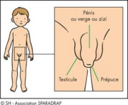 Décalotter bébé, bonne ou mauvaise idée de toucher au prépuce ?