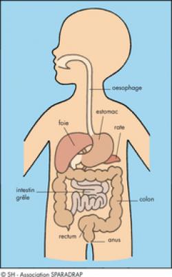 Digestion Sparadrap