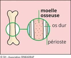 Vue en coupe d'un os avec localisation de la moelle osseuse