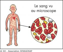 Le sang vu au microscope