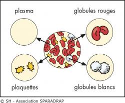 Les différents éléments du sang