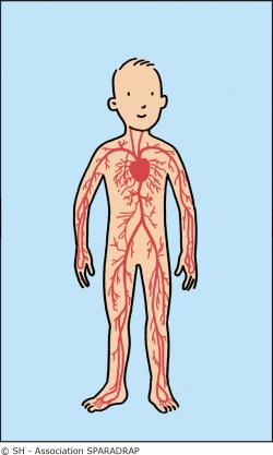 Schéma des artères du corps humain 