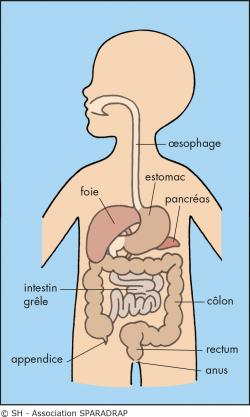 La digestion de l'enfant