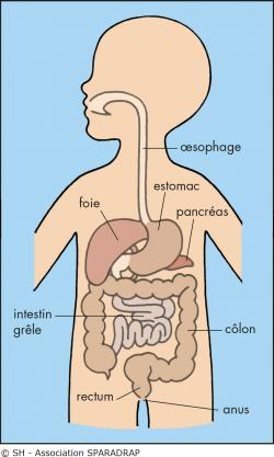 Les organes de la digestion que vous devez connaitre